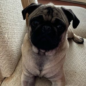 Meet your Posher, Heidi